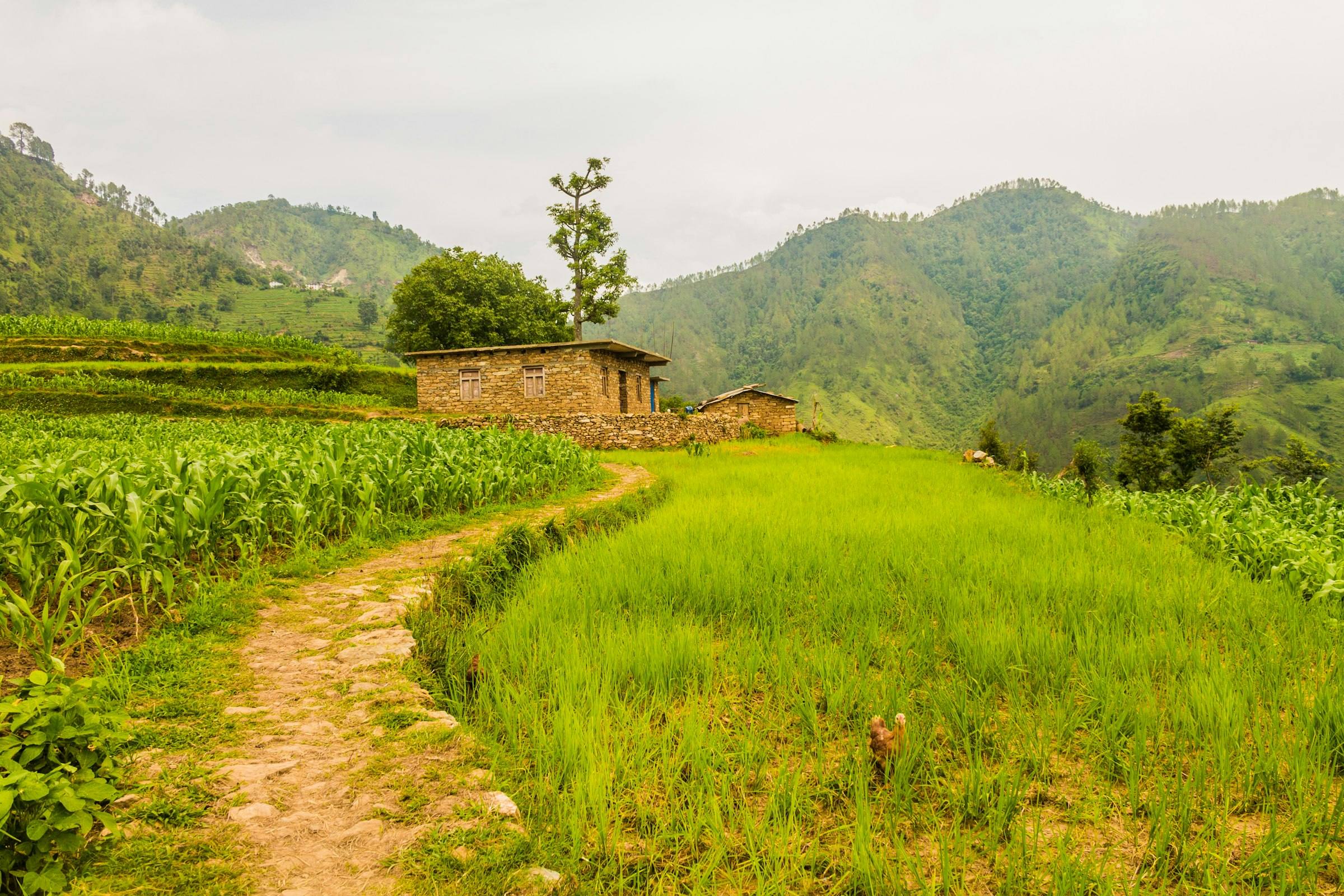 Pine Trails to Tamang Villages